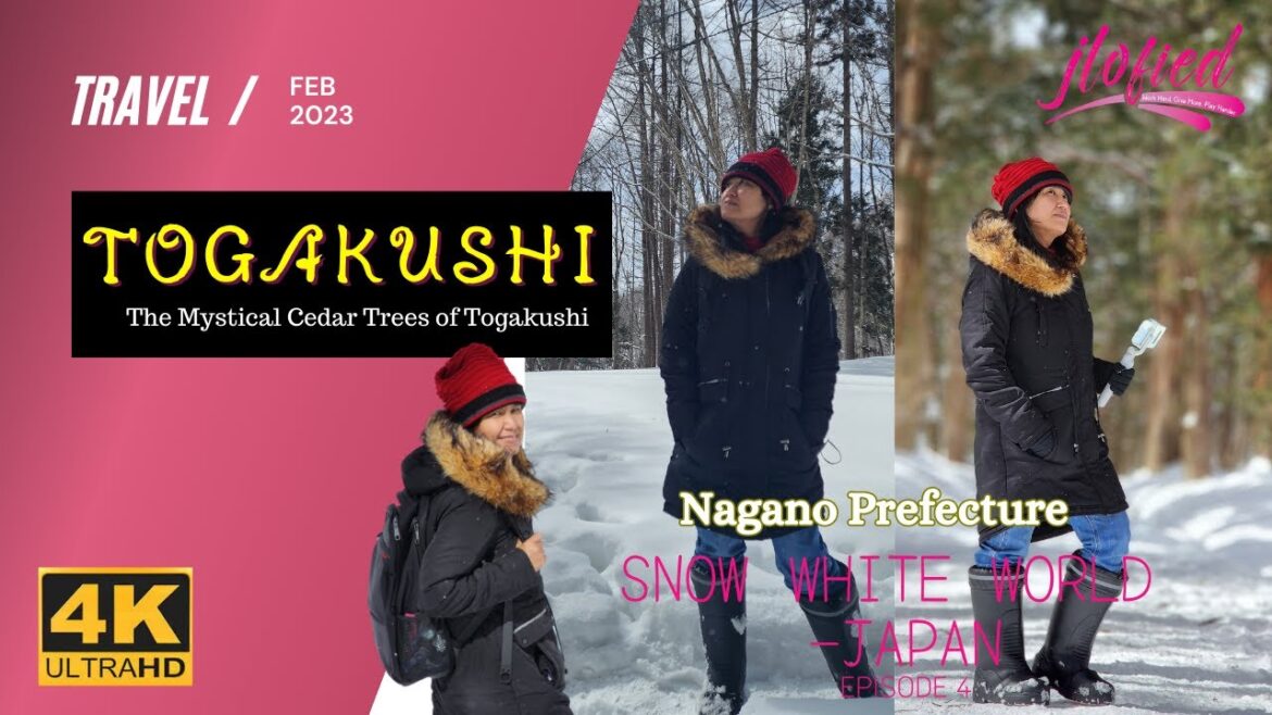 TOGAKUSHI : The Mystical Cedar Trees | NAGANO PREFECTURE | TOGAKUSHI : The Mystical Cedar Trees | NAGANO PREFECTURE |