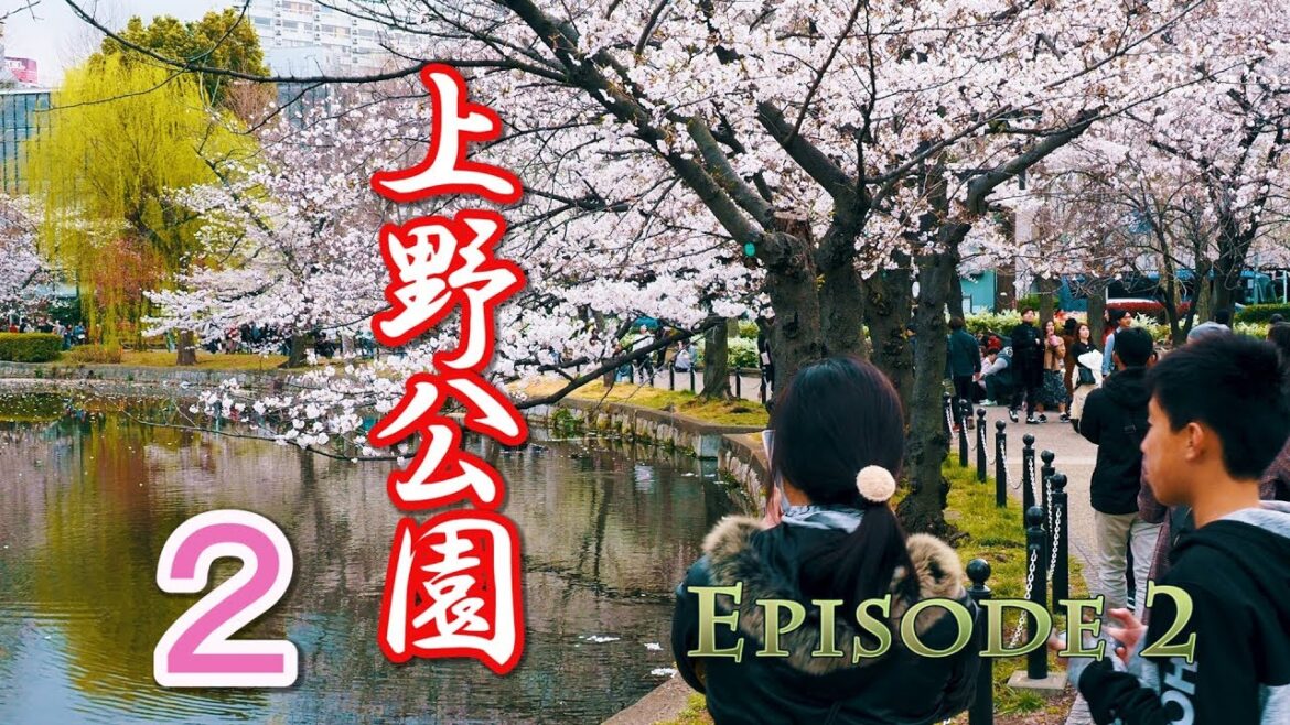 【Cherry blossoms】TOKYO. Ueno Park, Episode 2. 2019 #4K #上野公園 #ソメイヨシノ