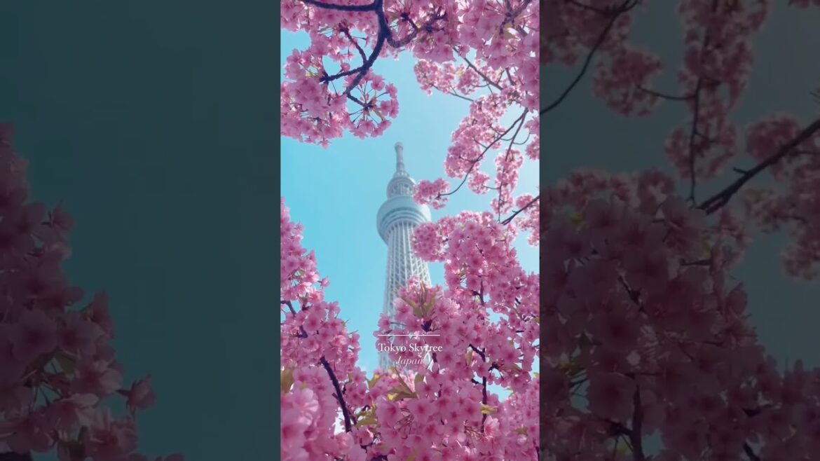 #short #japan #japanese #shorts #travel #vacation #explore #globetrotter #monde #voyage #voyage #short #japan #japanese #shorts #travel #vacation #explore #globetrotter #monde #voyage #voyage