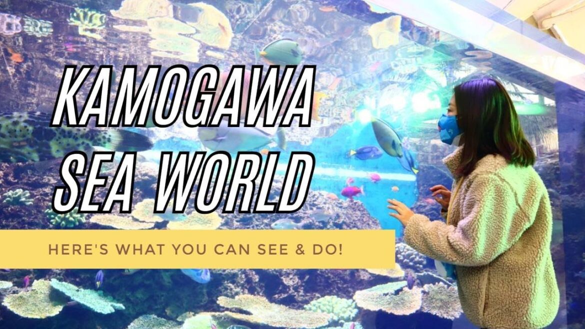 Kamogawa Sea World – Here’s what you can see & do! Kamogawa Sea World - Here's what you can see & do!