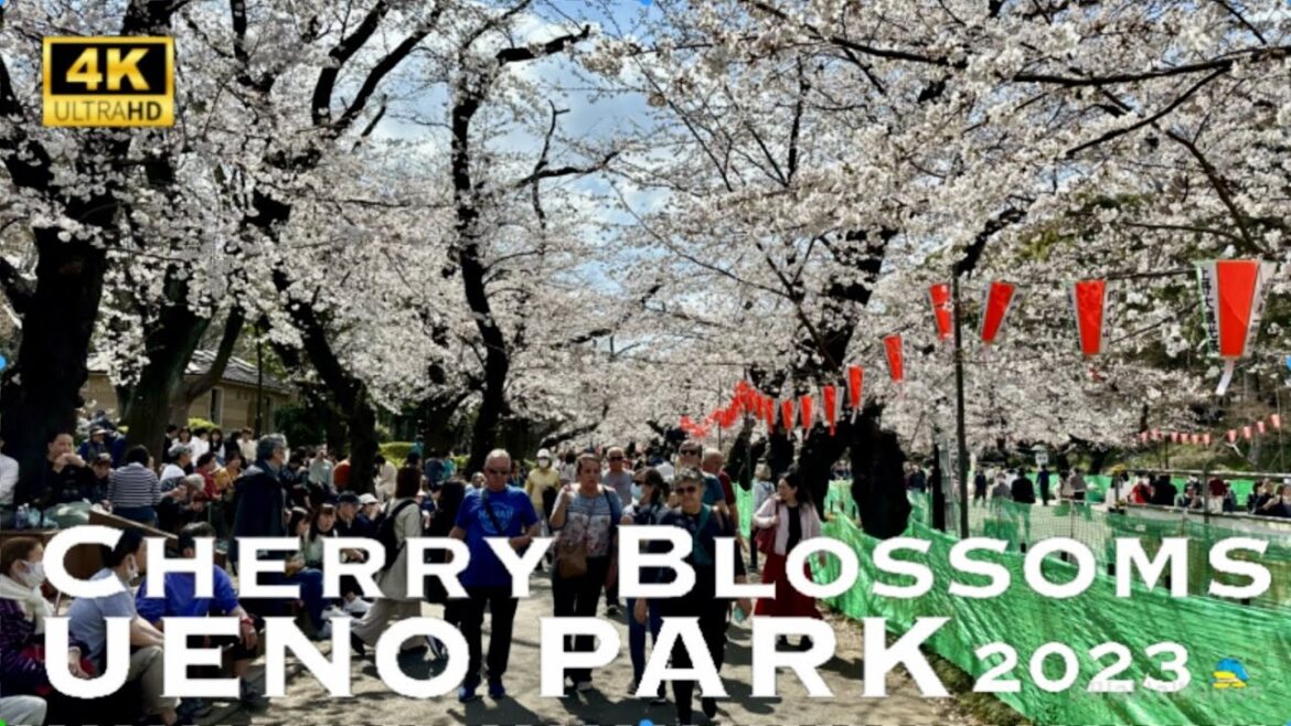 [4K] UENO PARK Cherry Blossoms in Tokyo 2023 💛 Walking Tour / 上野公園 桜 花見 散歩 2023