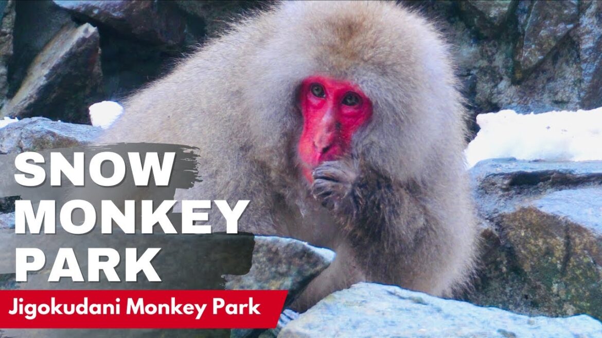 Japanese Snow Monkey Park π | Nagano Japan π| ε°ηθ°·ιηΏε
¬θ π Japanese Snow Monkey Park π | Nagano Japan π| ε°ηθ°·ιηΏε
¬θ π