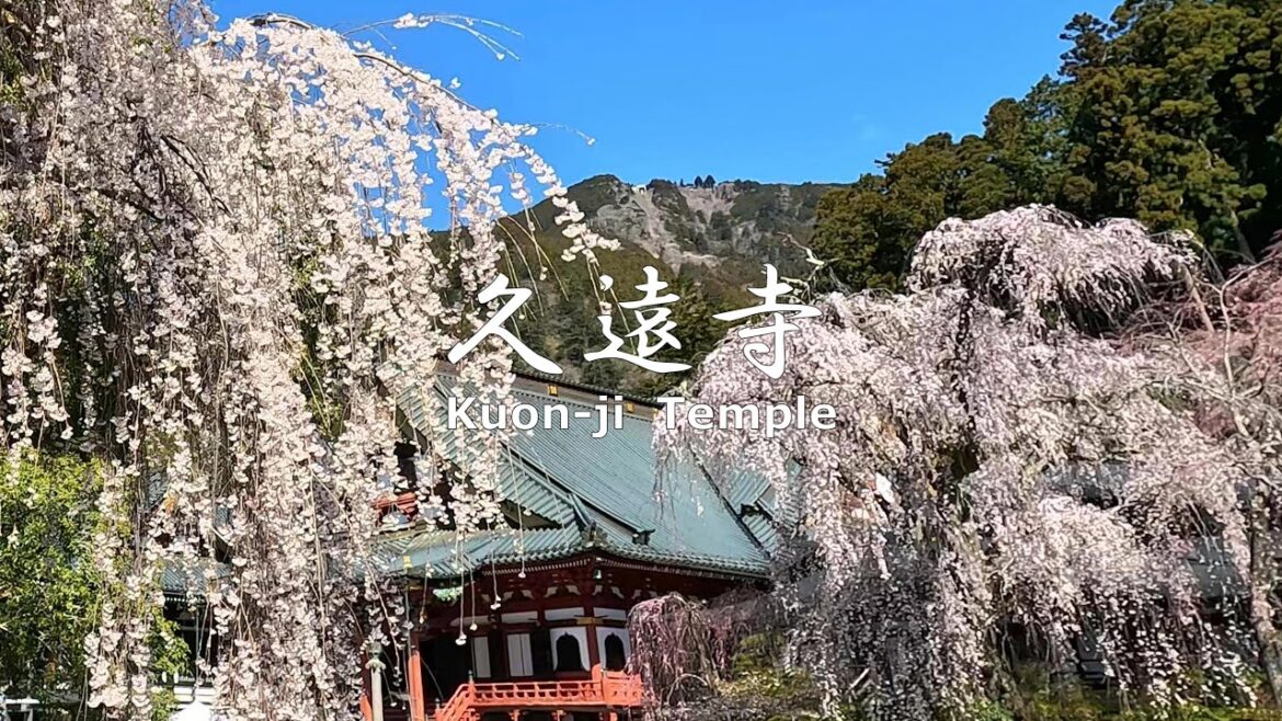 4K NON-STOP Walking around Kuon-ji Temple with weeping cherry blossoms　しだれ桜の久遠寺を歩く
