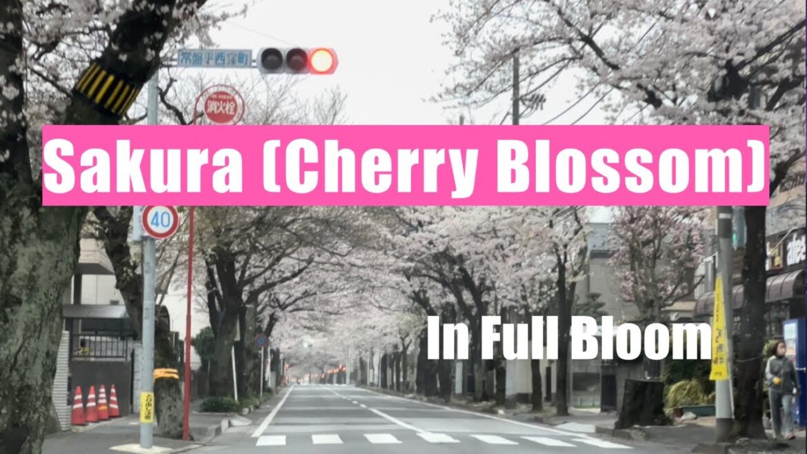 SAKURA IN FULL BLOOM | CHERRY BLOSSOM | SPRING IN JAPAN | jinkytoki