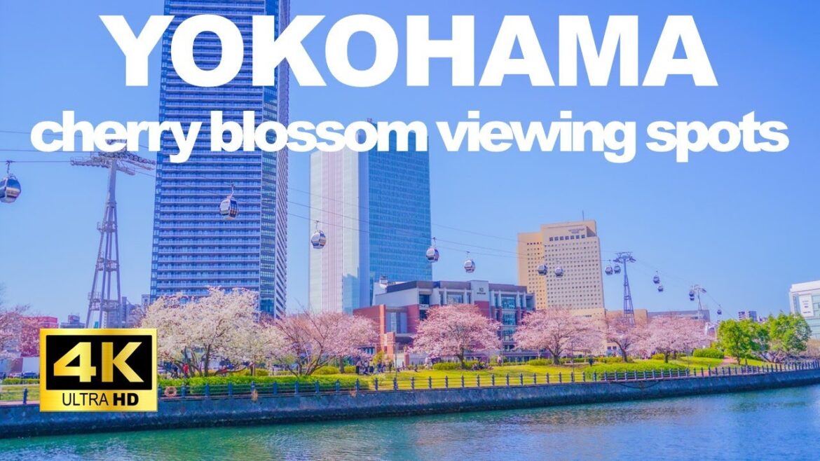 【4K🇯🇵】Yokohama Walking Tour - Tour of Yokohama's cherry blossom viewing spots