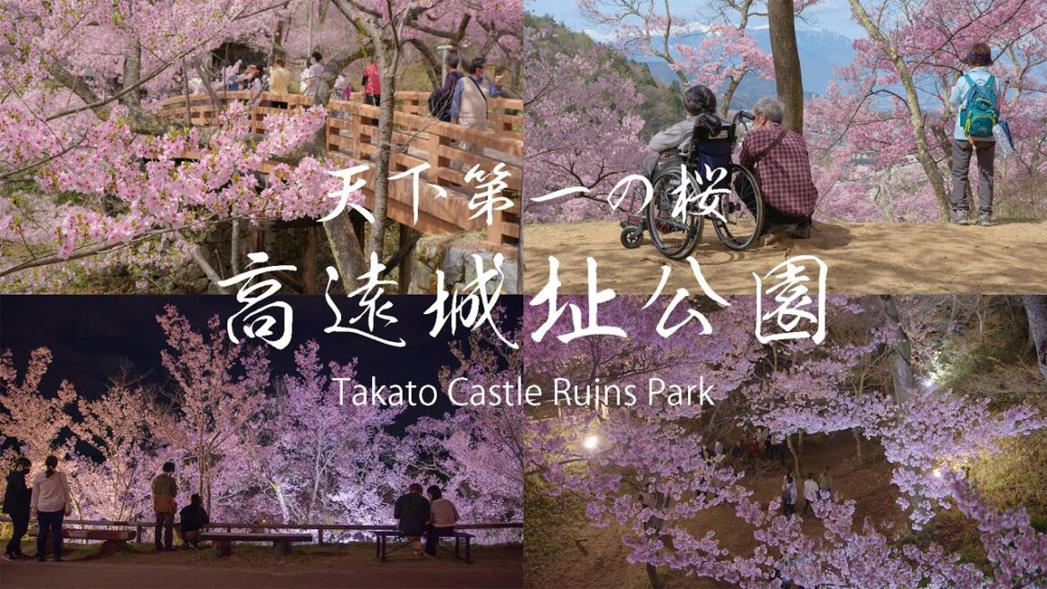 日本三大桜の名所 高遠城址公園 Japan 4K Beautiful Cherry Blossoms | Takato Castle Ruins Park 天下第一の桜 夜桜の絶景 日本の風景 日本三大桜の名所 高遠城址公園 Japan 4K Beautiful Cherry Blossoms | Takato Castle Ruins Park 天下第一の桜 夜桜の絶景 日本の風景