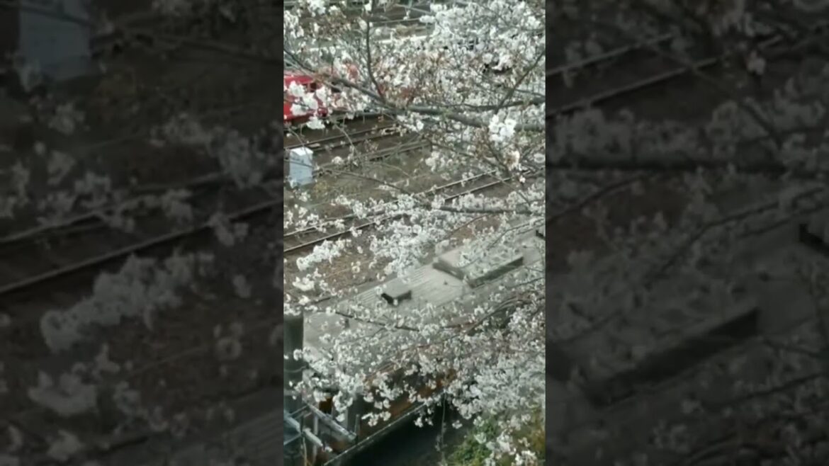 Join our Free Japanese Zoom Lesson tada Learn JLPT nihongo English model facebook group WhatsApp モデル Join our Free Japanese Zoom Lesson tada Learn JLPT nihongo English model facebook group WhatsApp モデル