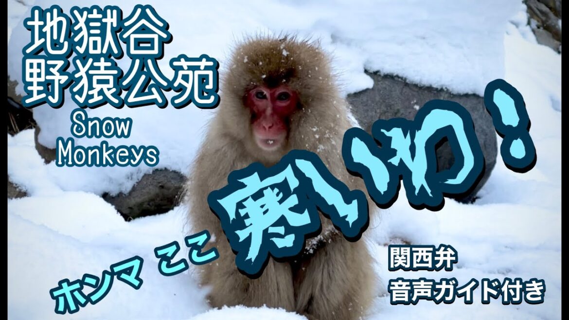 Snow Monkey 野猿公苑のサルに案内してもらったら大阪のおばちゃんみたいで笑ったIt was funny that the monkey guide us in Kansai dialect