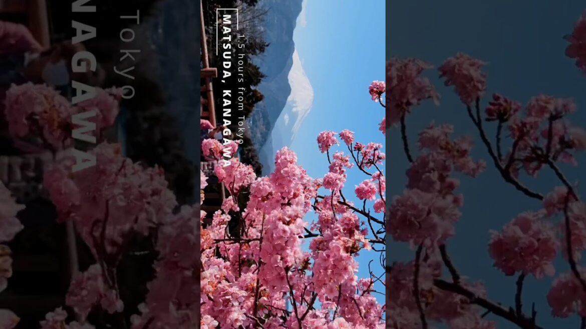 Best Mt. Fuji Sakura views ๐ป๐ธ Best Mt. Fuji Sakura views ๐ป๐ธ