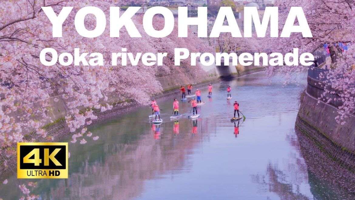 【4K🇯🇵】Yokohama Walking Tour – Ōoka river Promenade 【4K🇯🇵】Yokohama Walking Tour - Ōoka river Promenade