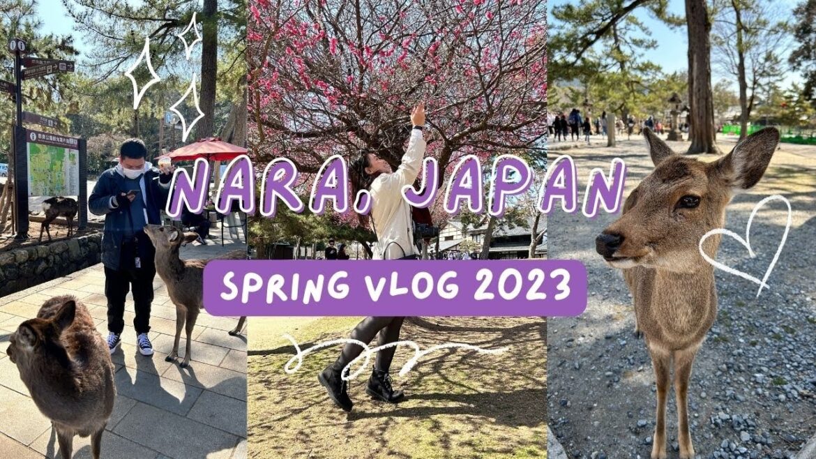 Nara, Japan | Half-day Itinerary | Travel Vlog