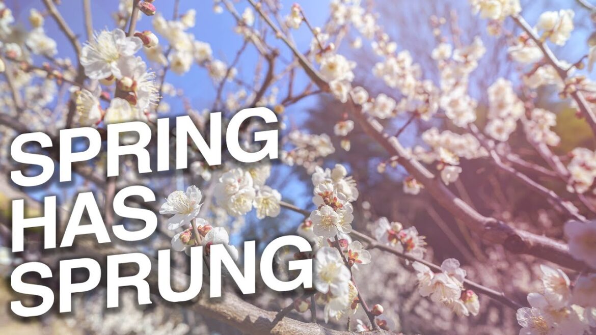 Okurayama Park Hanami Okurayama Park Hanami