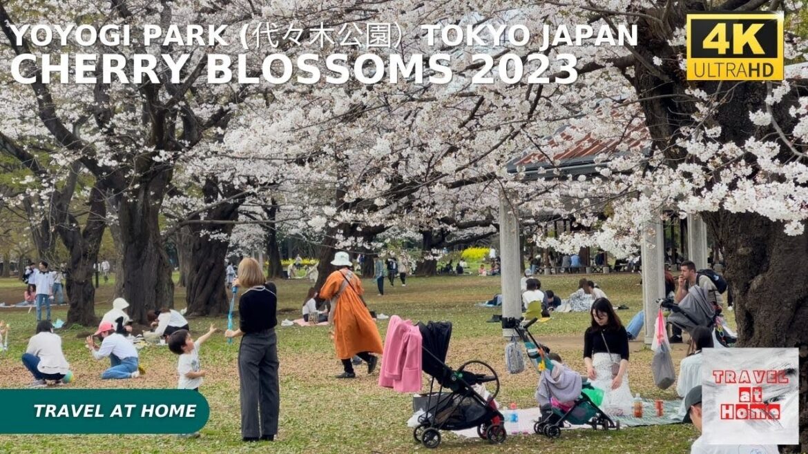 4k hdr Japan cherry blossoms 2023 | Walk in Yoyogi Park (代々木公園)Tokyo |The best sakura viewing spots. 4k hdr Japan cherry blossoms 2023 | Walk in Yoyogi Park (代々木公園)Tokyo |The best sakura viewing spots.