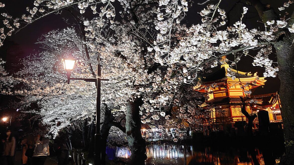 Ueno Park "Yozakura" Walk in Tokyo |  Japan [4K]