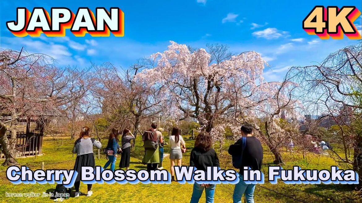 후쿠오카 벚꽃이 피기 시작했어요