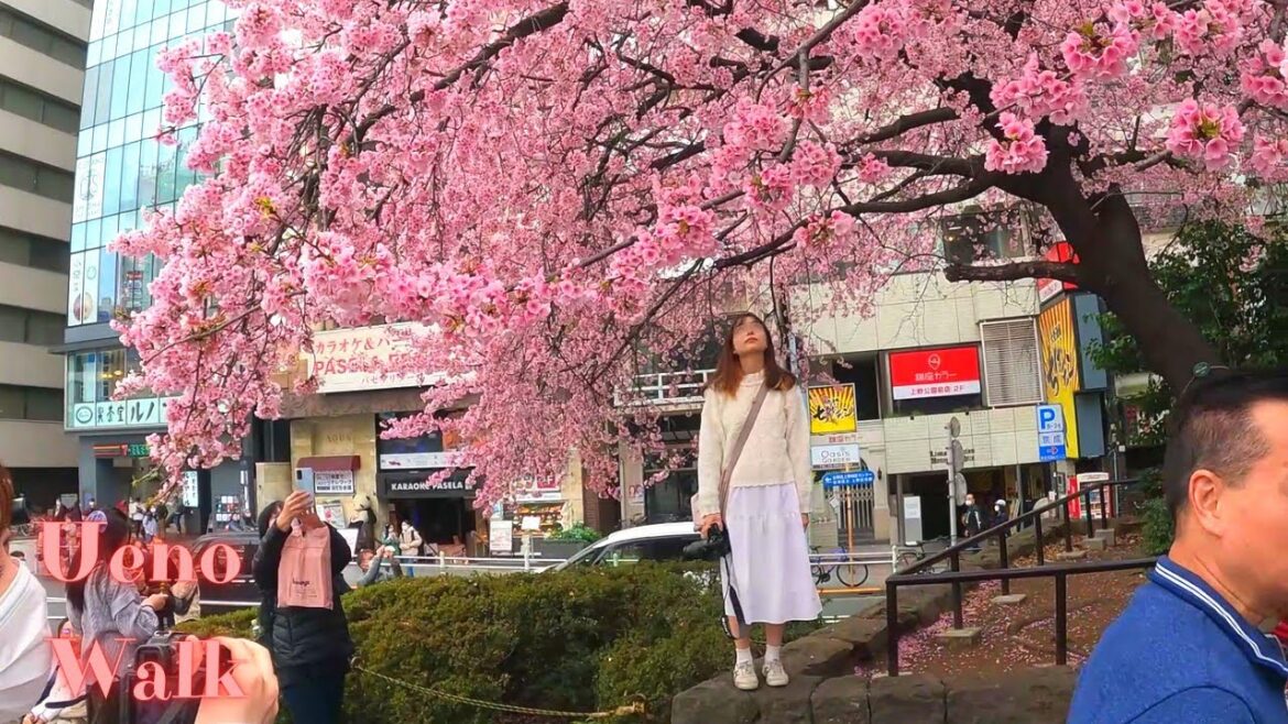 Ueno Tokyo in Japan walking tour.  19【4K】3.2023