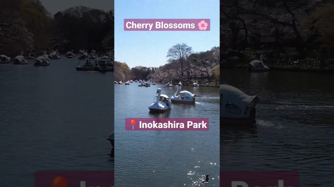 Cherry Blossoms in Inokashira Park🌸 #cherryblossom #cherryblossoms #tokyo #shorts Cherry Blossoms in Inokashira Park🌸 #cherryblossom #cherryblossoms #tokyo #shorts