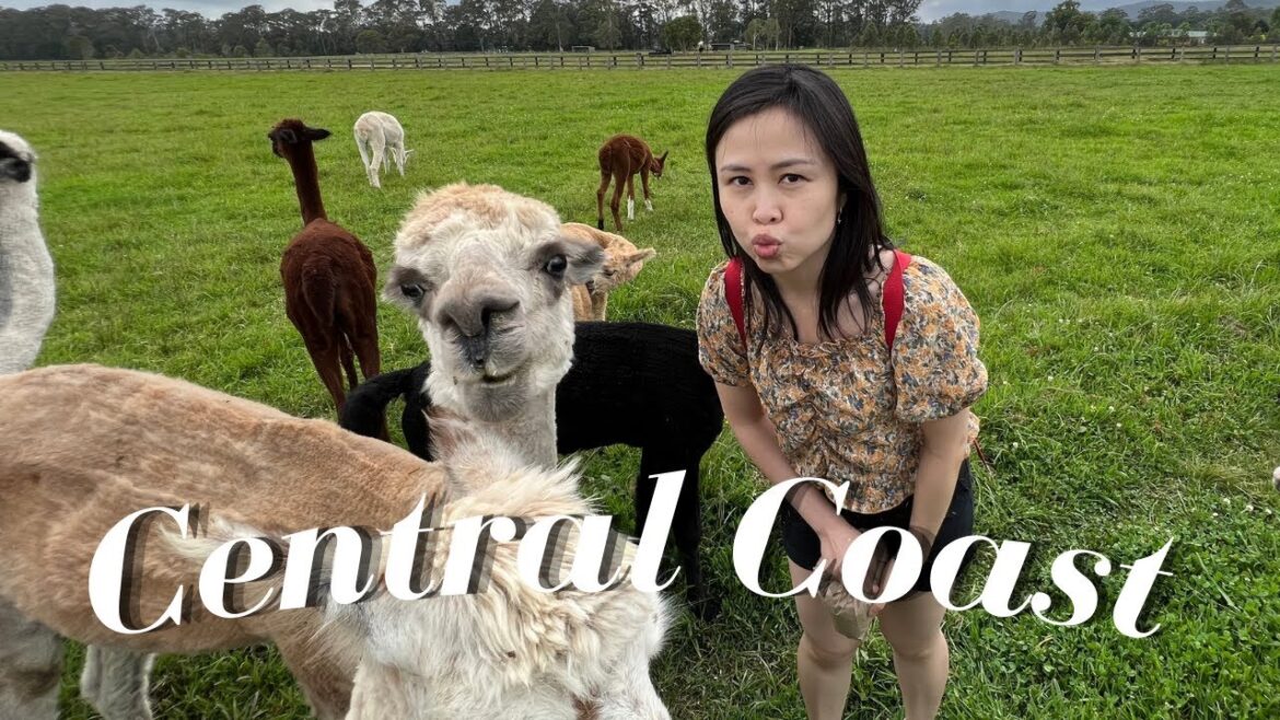 Central Coast Day Trip Guide from Sydney l ALPACAS Farm, PINK CAVES & Trying FILIPINO Breakfast