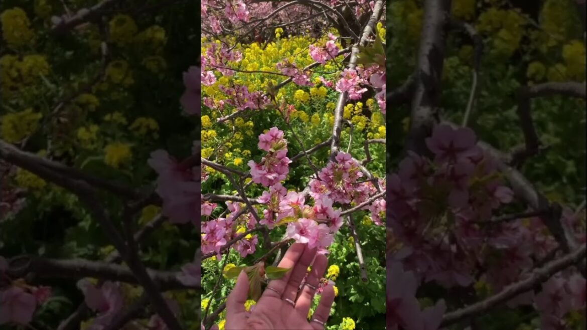 Early Sakura Blooms Near Tokyo 2023