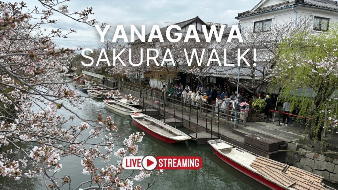 Yanagawa – Sakura Walk / 柳川- Kyushu, Japan Yanagawa - Sakura Walk / 柳川- Kyushu, Japan