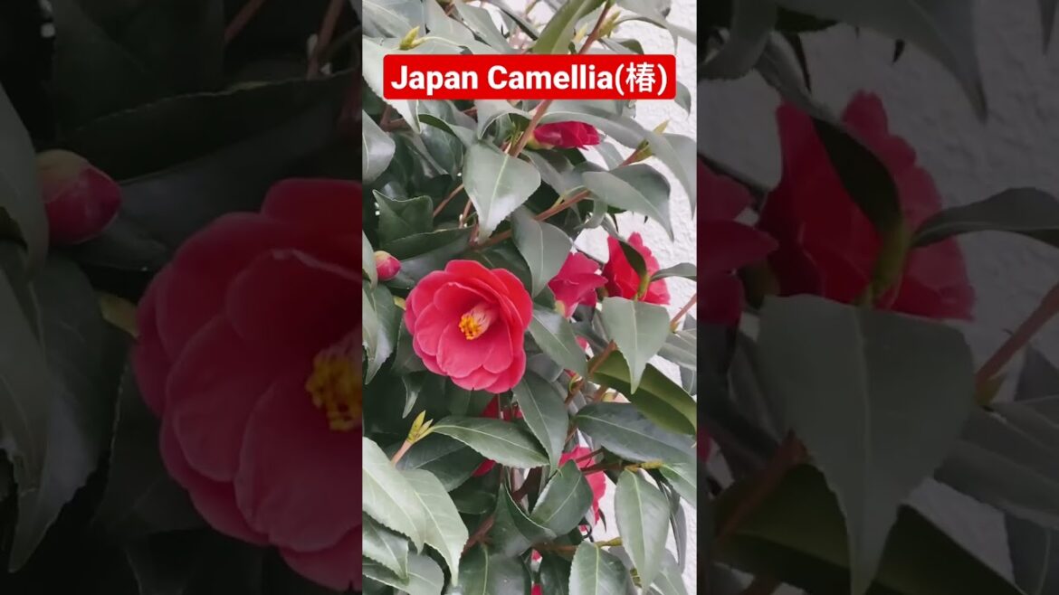 Japan Trip: Japan Camellia(椿 (つばき))
