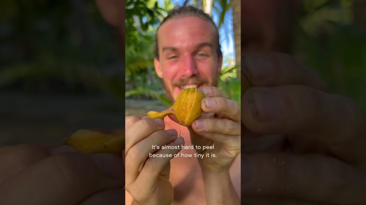 The smallest mango in the world…! The smallest mango in the world…!