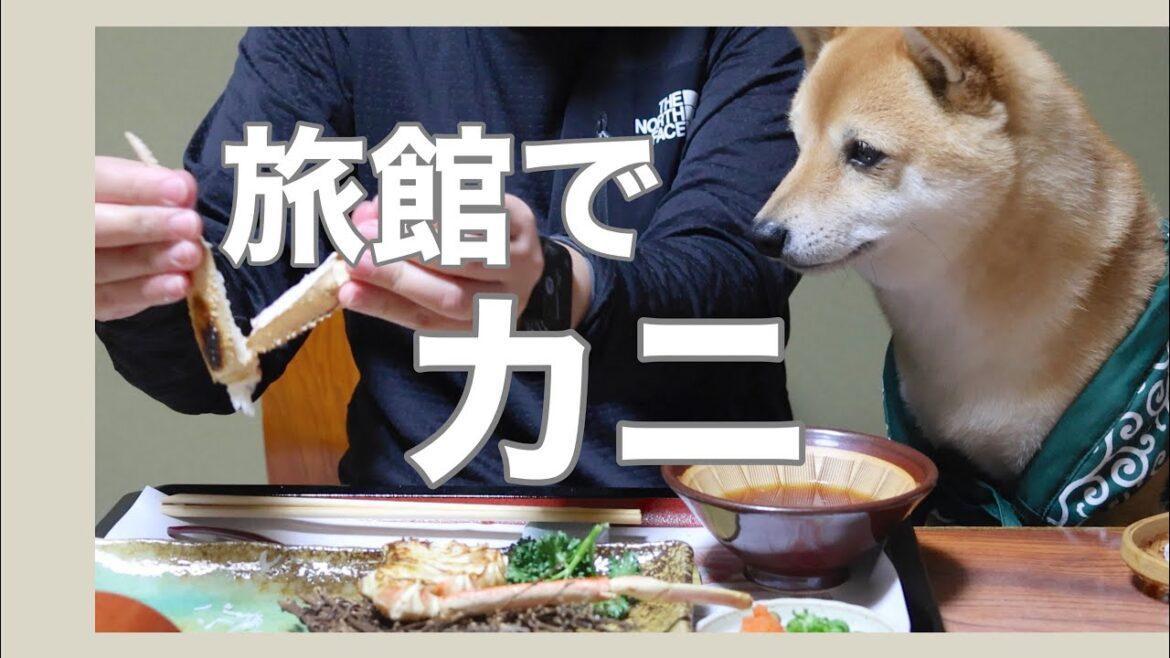 【犬連れ旅行】ペットと泊まれる旅館 海楽荘でカニをたらふく食べる（京都府宮津市）