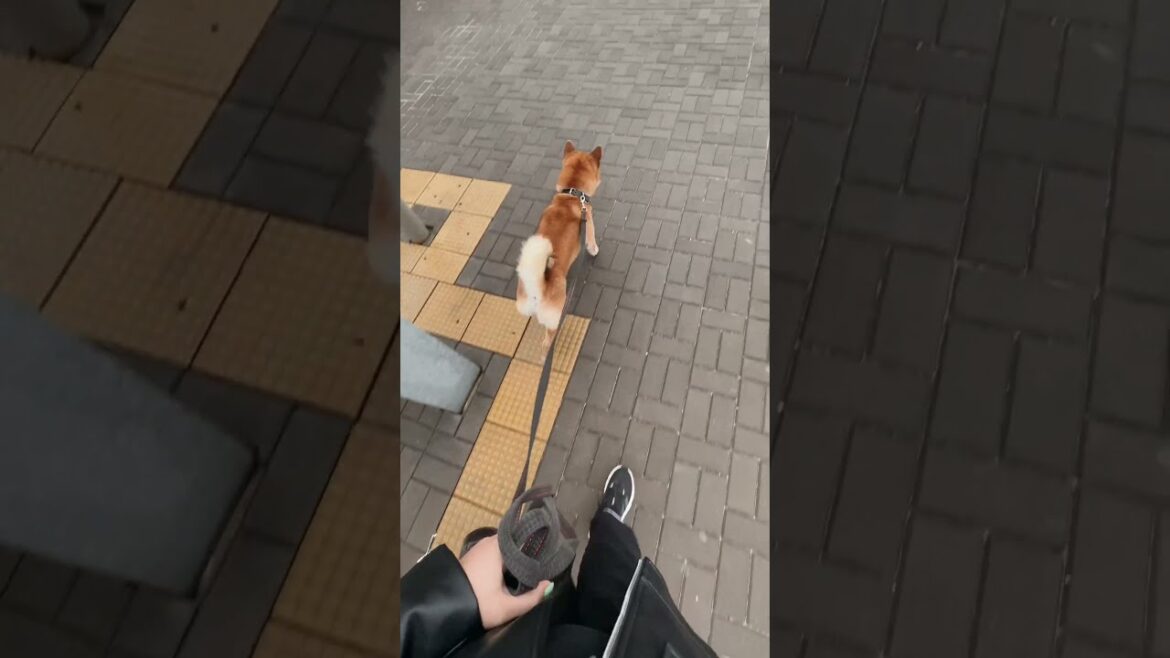 First travel by a train🛤️🐕like and subscribe🙏 #shorts #dog  #travel