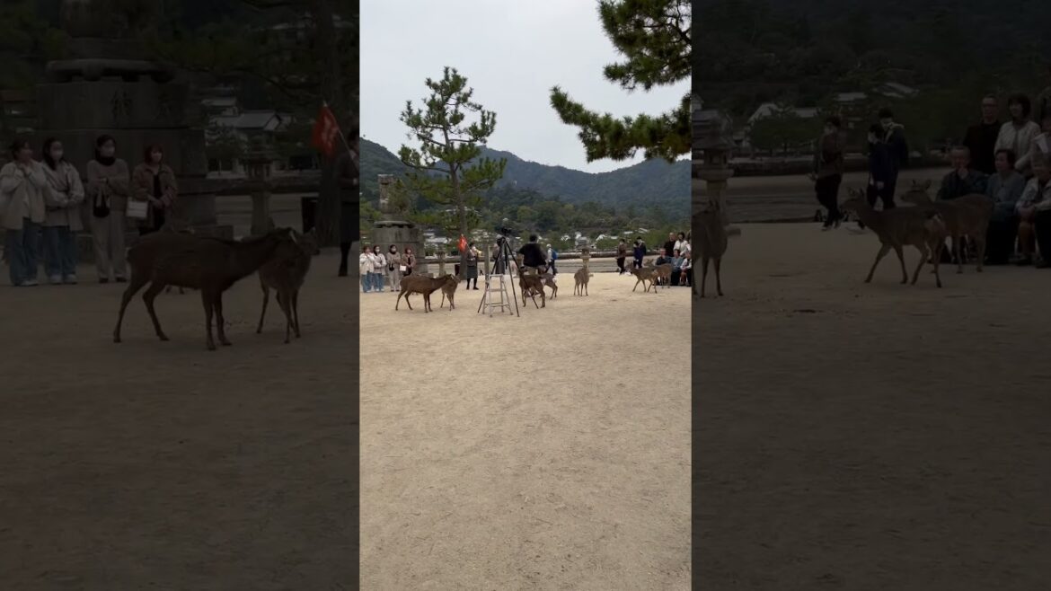 Walking with Miyajima's Friendly Deer: A Unique Japan Experience #travel #japantravel