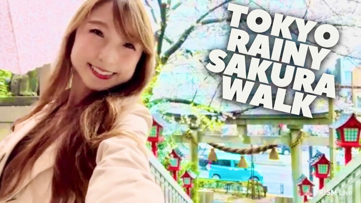 Live - Tokyo Rainy Day Cherry Blossom Tour in Roppongi🌸