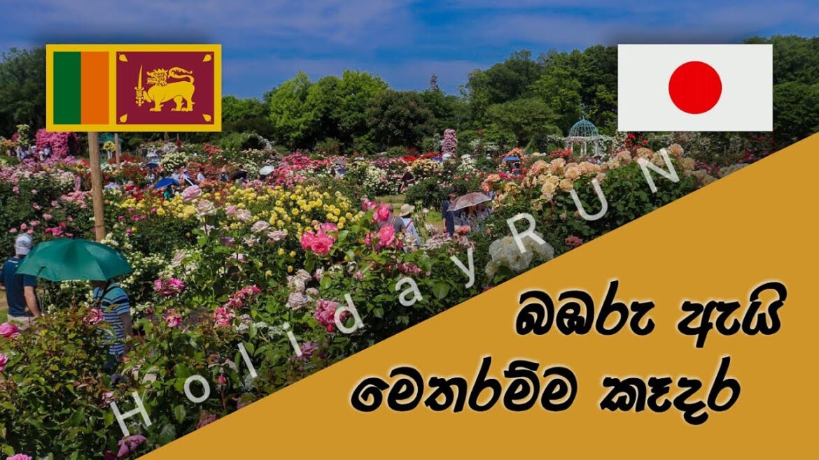 keisei rose garden 京成バラ園 කෙයිසෙයි රෝස උද්‍යානය Japan travel #HolidayRUN
