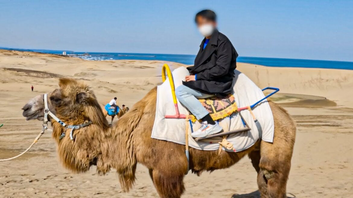 Camel Riding Tour in the Japanese desert [Tottori Sand Dunes, Yokai Street]