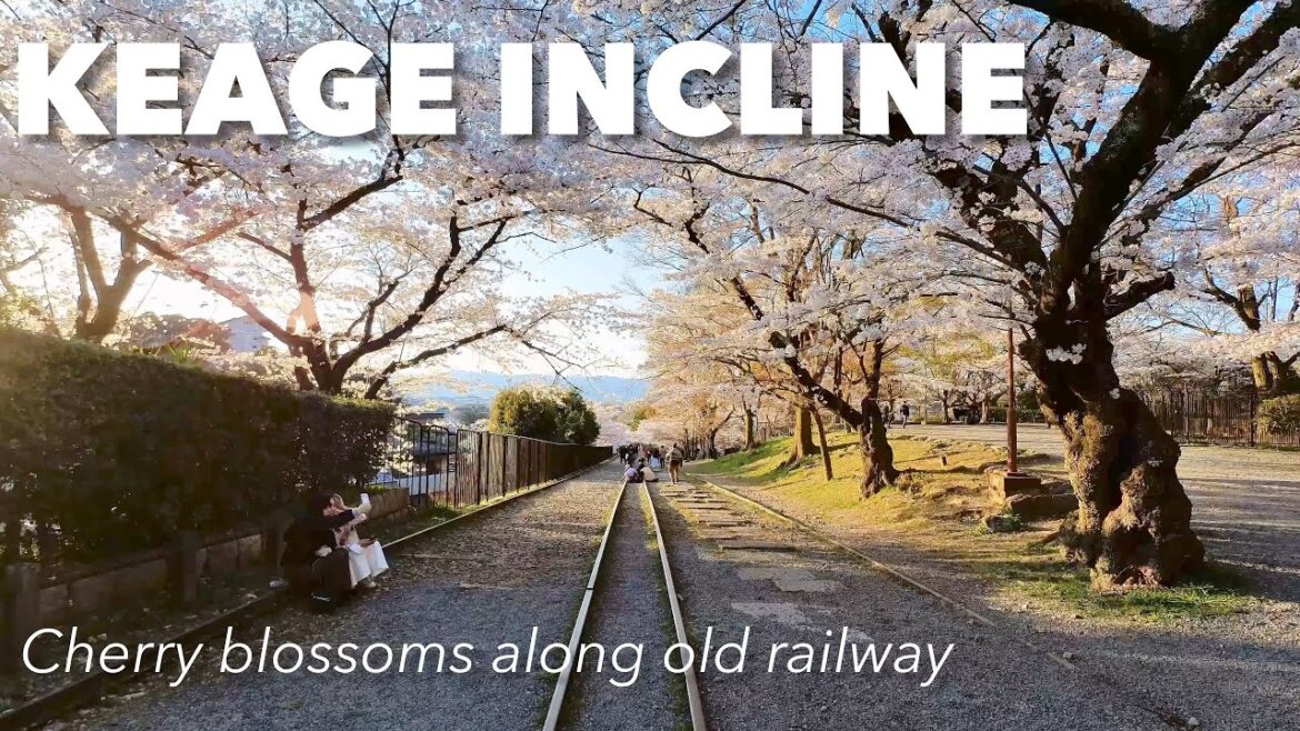 Beautiful Cherry Blossoms along the disused railway in Keage Incline Kyoto Japan Beautiful Cherry Blossoms along the disused railway in Keage Incline Kyoto Japan