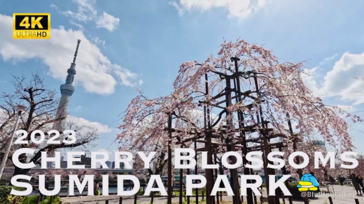 [4K] SUMIDA PARK Cherry Blossoms in Tokyo 2023 💛 Walking Tour / 隅田公園 隅田川 桜 花見 散歩 2023