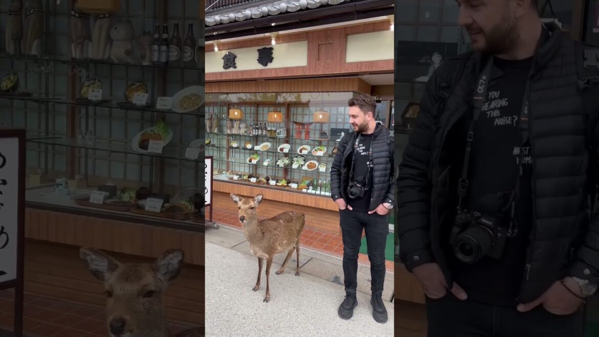 Adorable Miyajima Deers on Japan’s Island Paradise π€£π€£π―π΅ Adorable Miyajima Deers on Japan's Island Paradise π€£π€£π―π΅
