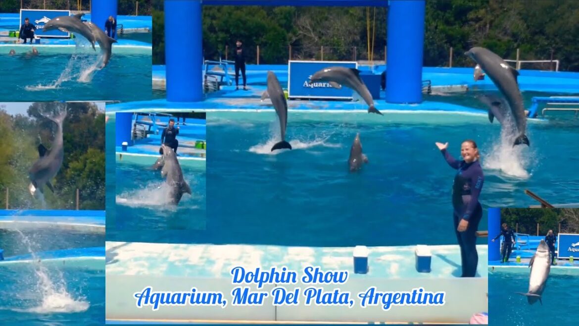 Dolphin Show-Aquarium, Mar Del Plata, Argentina Part 1 #aquarium #mardelplata #dolphinshow #travel Dolphin Show-Aquarium, Mar Del Plata, Argentina Part 1 #aquarium #mardelplata #dolphinshow #travel