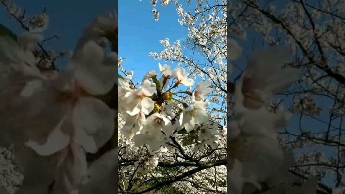 Spring in Japan, sakura season, beautiful cherry blossom and more, wakayama 🌸 #discoverjapan #shorts