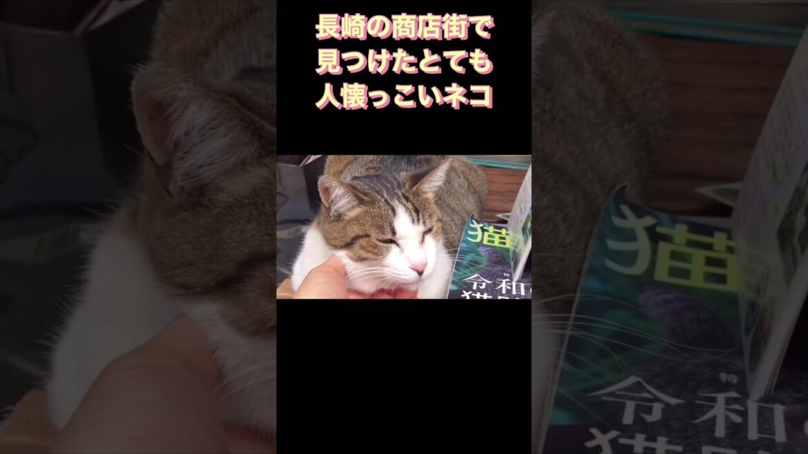 長崎の商店街で見つけた人懐こい猫  #shorts