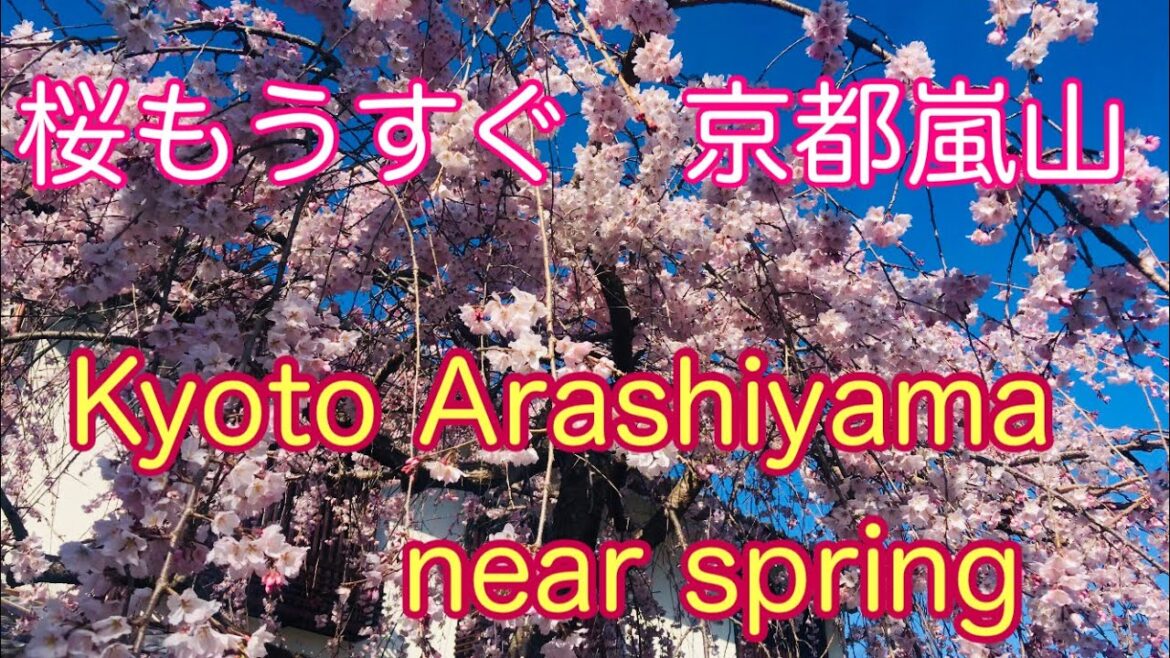 2023年3月19日(日) 桜もうすぐ京都嵐山🌸 Kyoto Arashiyama near spring