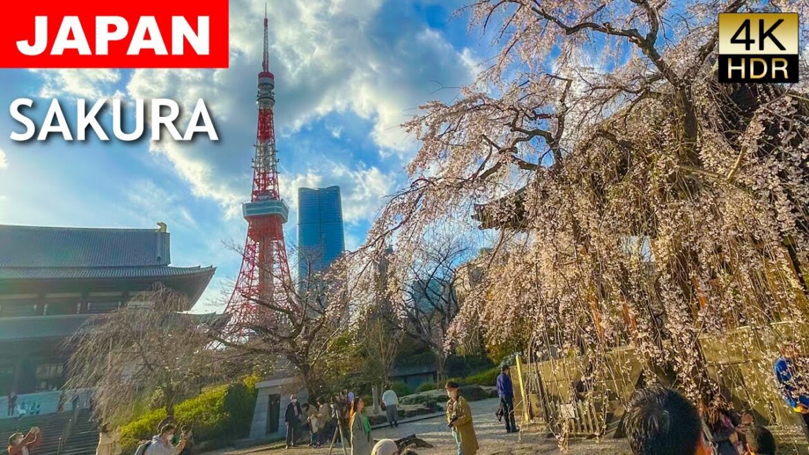 JAPAN’s SAKURA Cherry blossoms Walking in Tokyo on 20 March 2023.【4K HDR】 JAPAN's SAKURA Cherry blossoms Walking in Tokyo on 20 March 2023.【4K HDR】