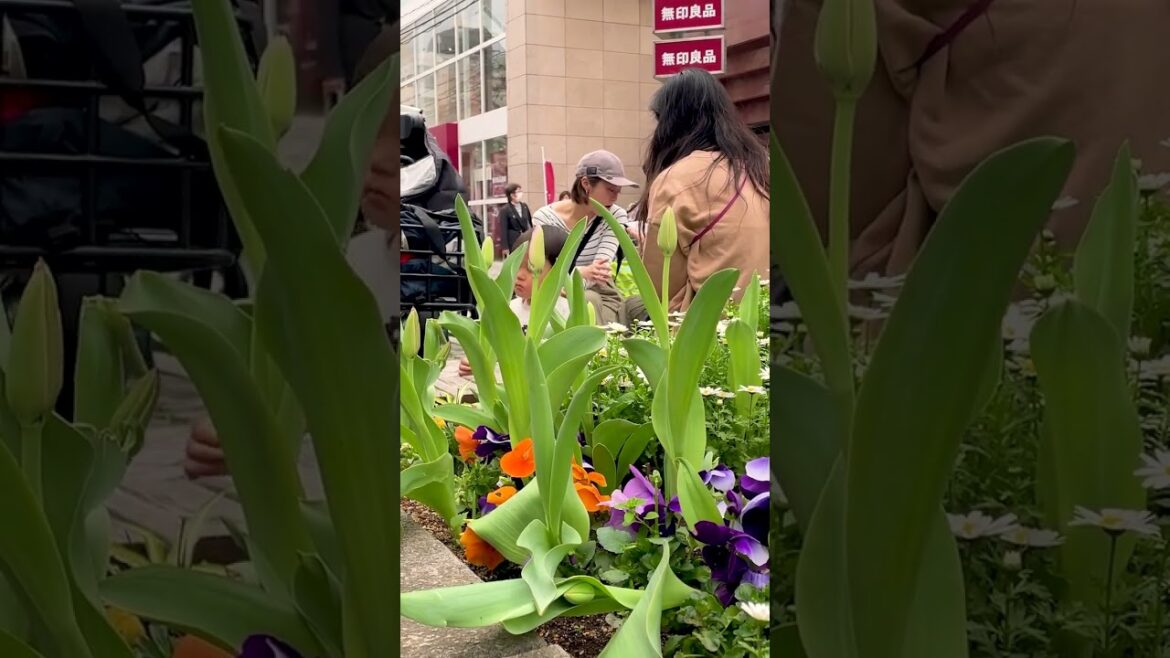 Japan Cherry Blossom 2023 #sakura #tokyo #自由が丘 #jiyugaoka #shorts Japan Cherry Blossom 2023 #sakura #tokyo #自由が丘 #jiyugaoka #shorts