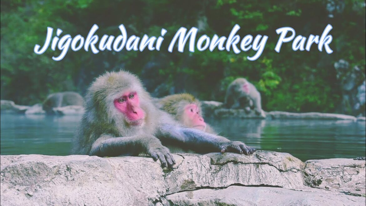 Jigokudani Monkey Park / Snow Monkey Park Nagano / #地獄谷野猿公苑は | #snowmonkey | #nagano Jigokudani Monkey Park / Snow Monkey Park Nagano / #地獄谷野猿公苑は | #snowmonkey | #nagano