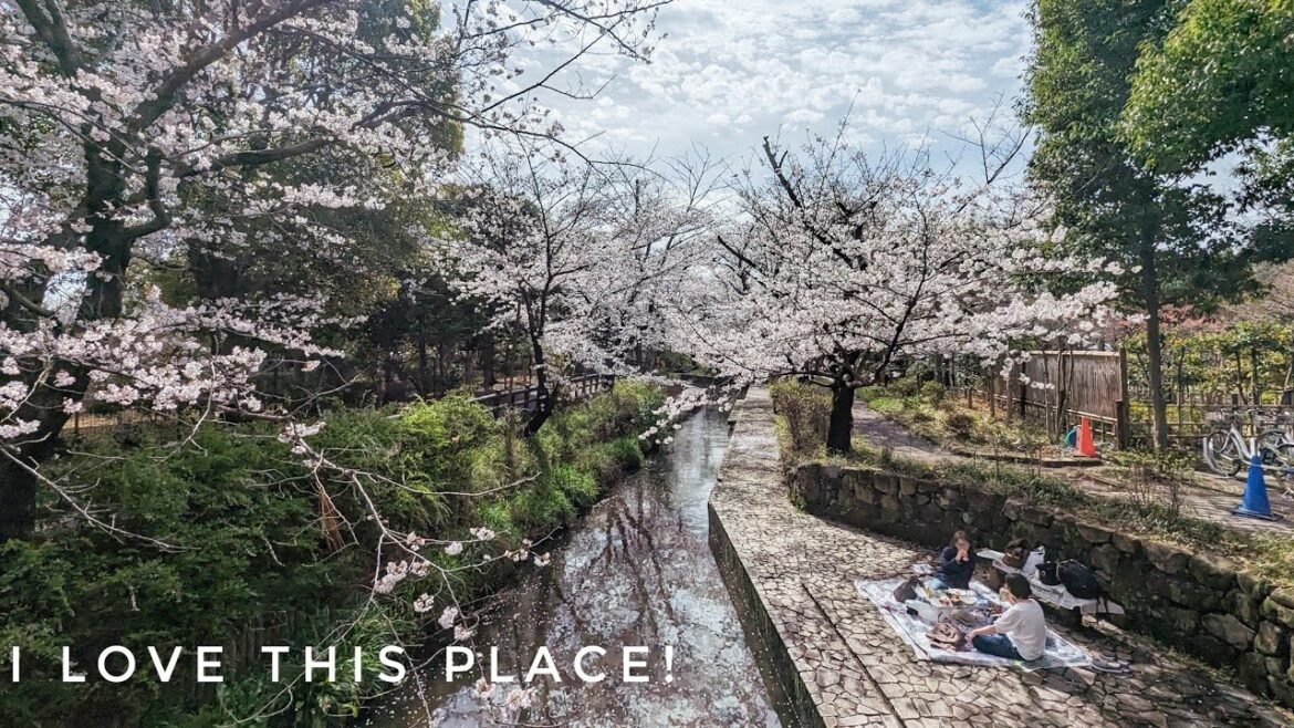 I Bumped into a Snake While Enjoying Sakura! 🐍🌸