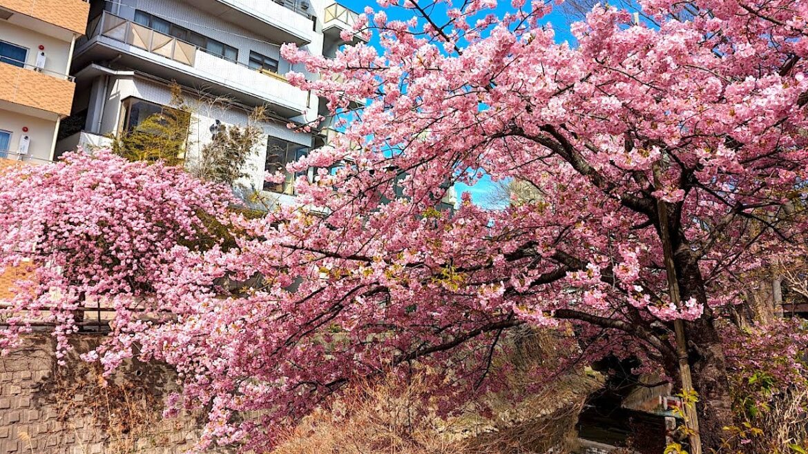 Looking for 🌸 Sakura in Matsudo, Chiba Prefecture! | JAPAN LIVE STREAMS 2023