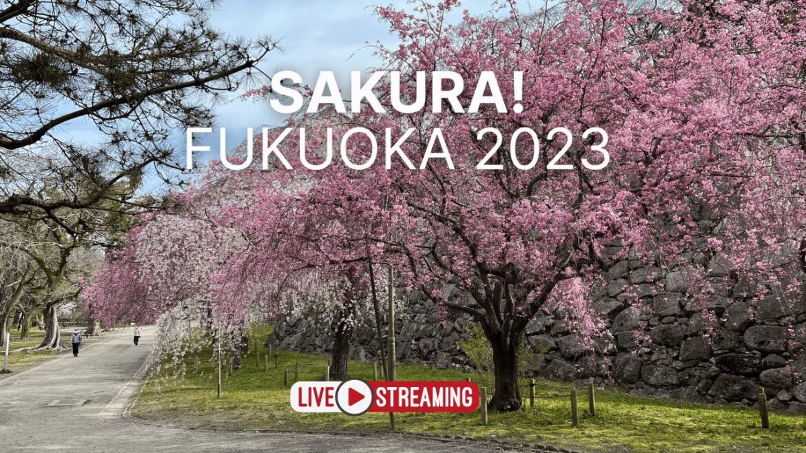 Fukuoka Sakura Cherry Blossom Walk 2023: Experience the Magic LIVE!