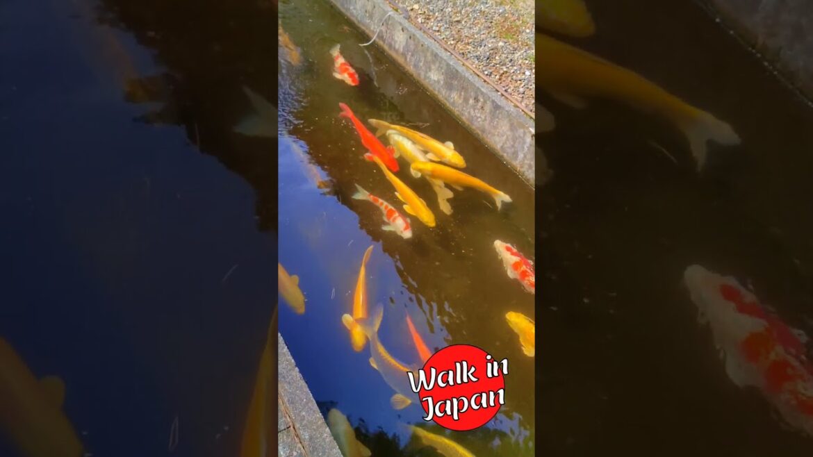 A Rainbow 🌈 of Japanese Koi Swimming #japan #shorts