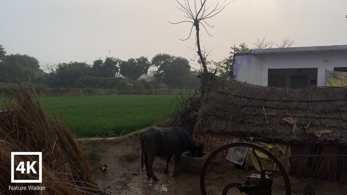 [4K Rain Walk] walking in the Village of Kampil in  India, Relaxing ASMR Rain sounds #villagerain