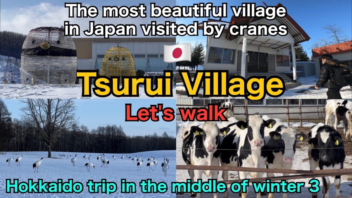 🇯🇵【 Tsurui Village 】The most beautiful village in Japan visited by cranes / Hokkaido trip