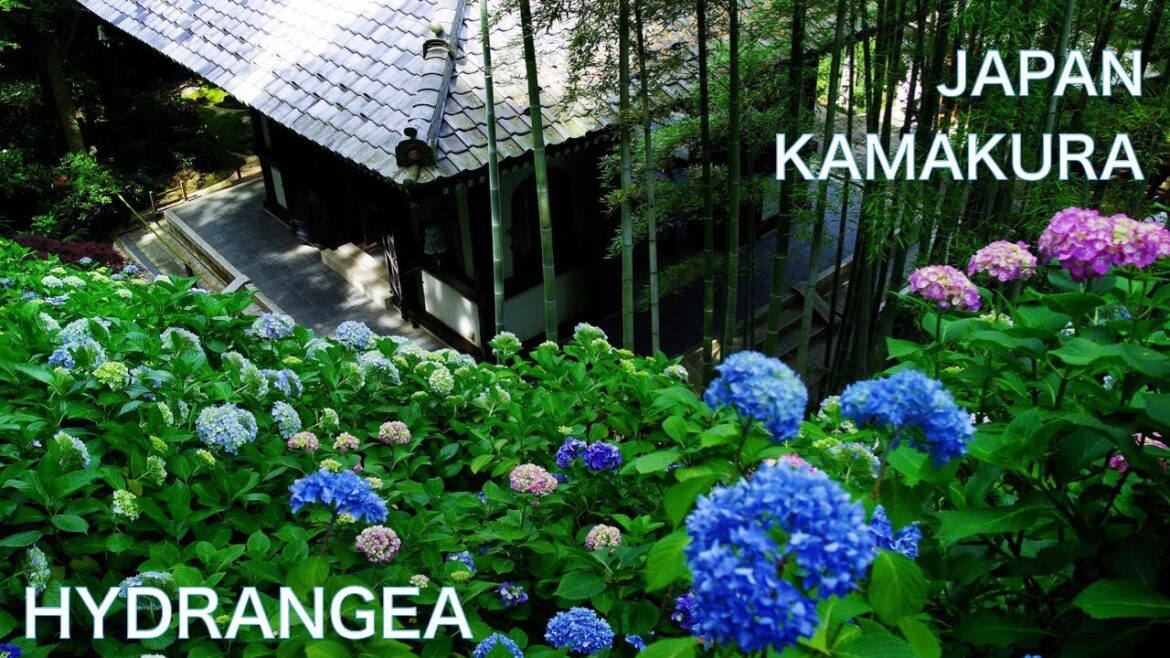 【KAMAKURA, JAPAN:Hydrangea】Hasedera Temple is famous for Hydrangea JPAN TRAVEL to Kamakura 【KAMAKURA, JAPAN:Hydrangea】Hasedera Temple is famous for Hydrangea JPAN TRAVEL to Kamakura