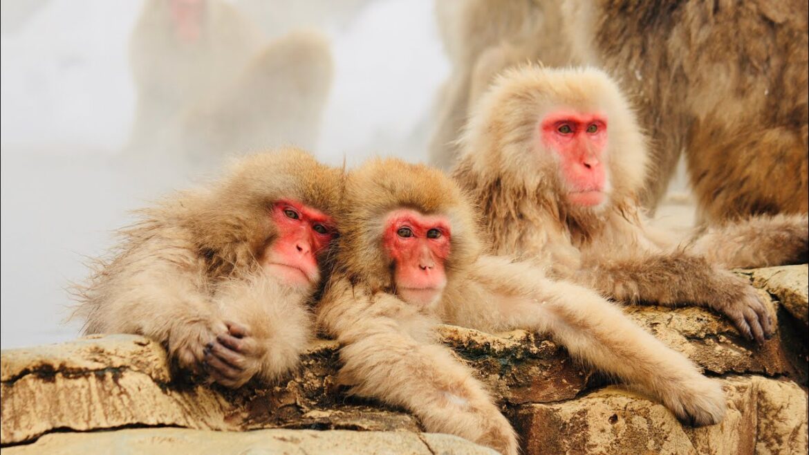 Japan's Snow Monkey Soak Hot Springs 🇯🇵 | "Snow Monkey Park" Nagano